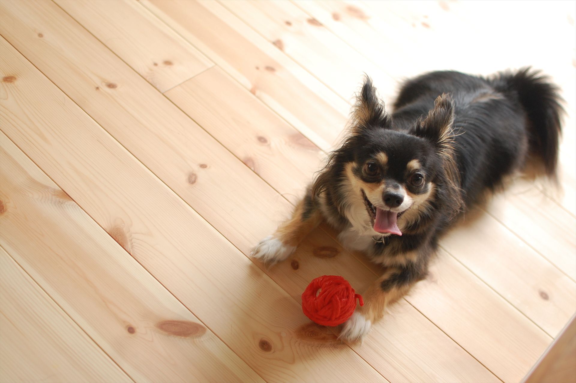 犬