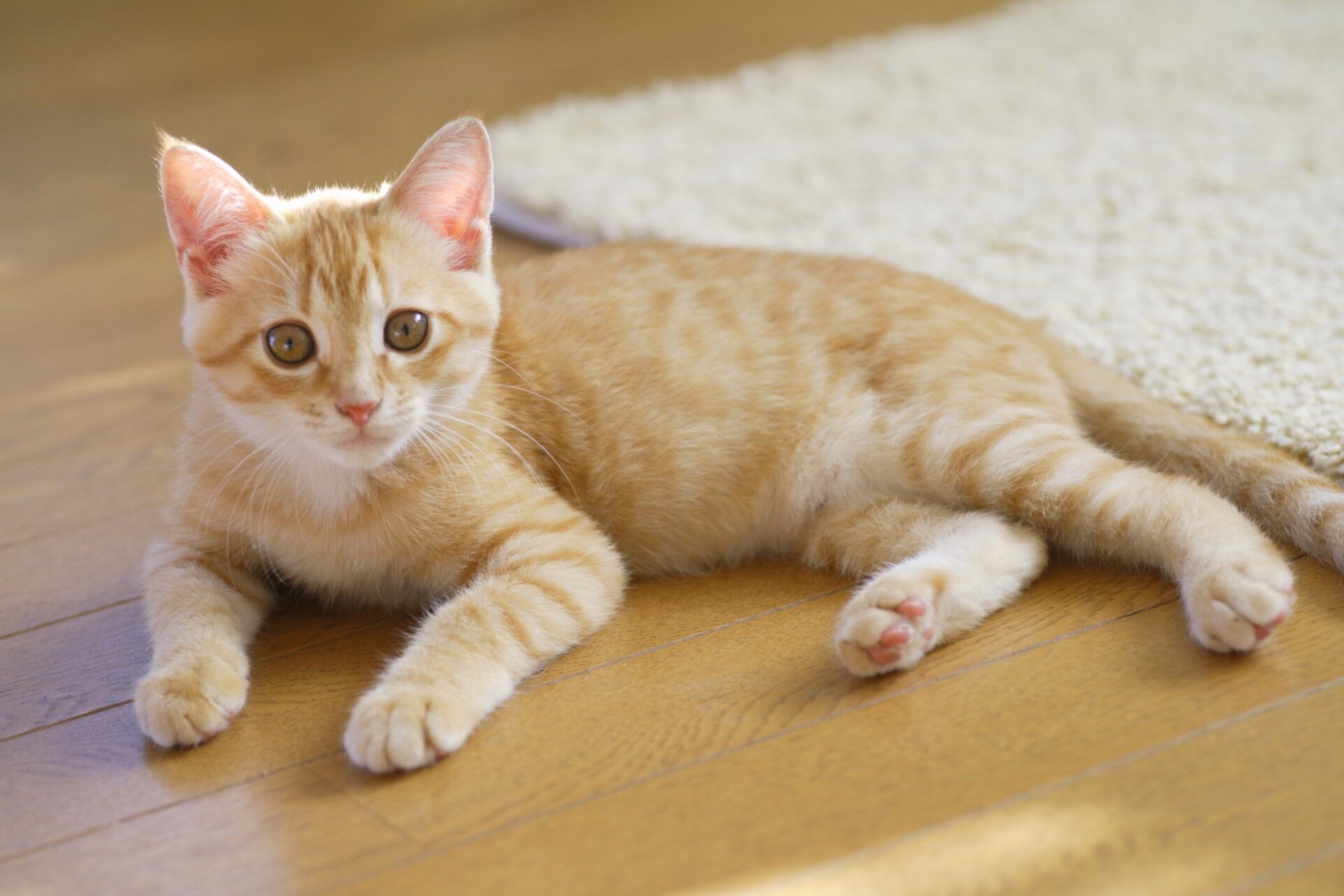 猫